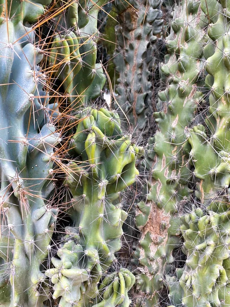 Plantas de cactos verdes — Fotografia de Stock