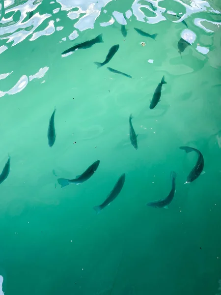 Pesci che nuotano sott'acqua — Foto Stock