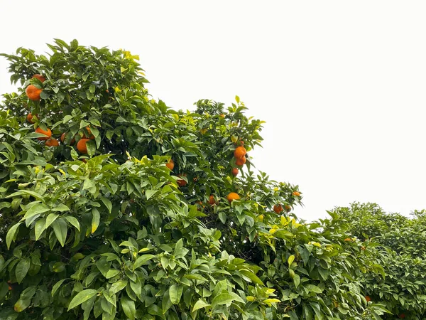 Drzewo pomarańczowe z dojrzałymi owocami — Zdjęcie stockowe