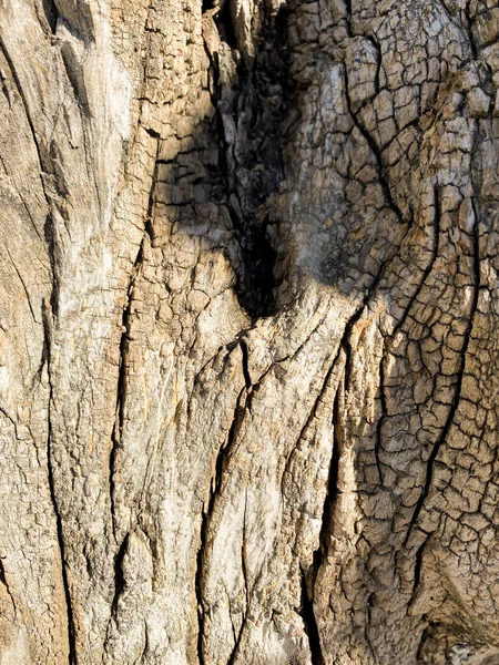 Textura abstrata do tronco da árvore — Fotografia de Stock