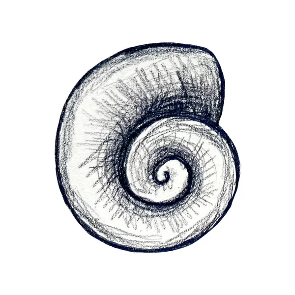 Yuvarlak deniz kabuğunun el çizimi kalem çizimi — Stok fotoğraf