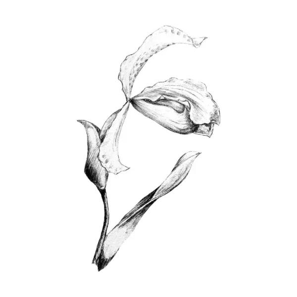 Ручной рисунок цветка радужной оболочки — стоковое фото