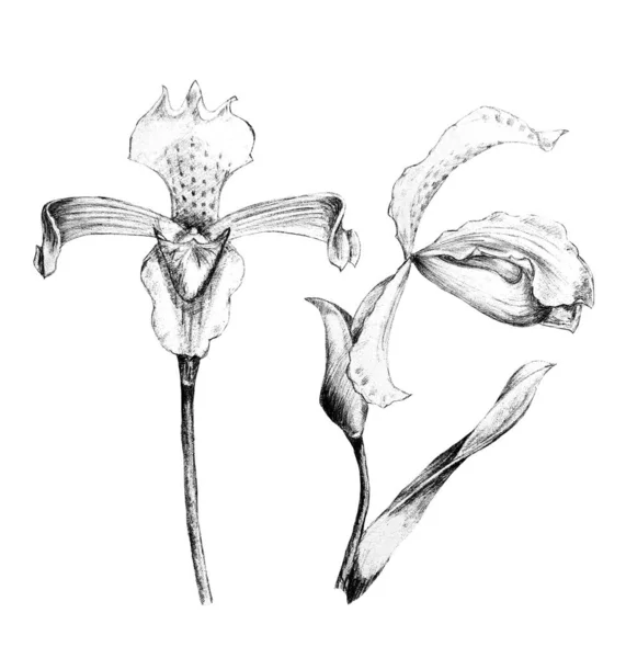 Met de hand getekend potlood illustratie van iris bloemen — Stockfoto