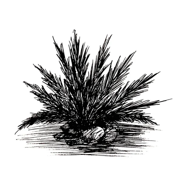 Ручна намальована чорнильна ілюстрація пальмового дерева — стокове фото