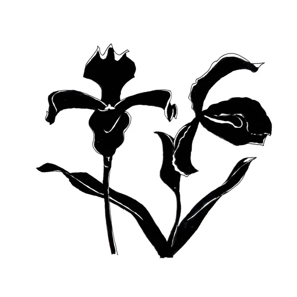 Tinta dibujada a mano ilustración de flores de iris —  Fotos de Stock
