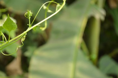 Canlı yeşil bir yaprak, ayrıntılarıyla yakalanır. Karmaşık damarlarını ve dokusunu doğal ışık altında gösterir..