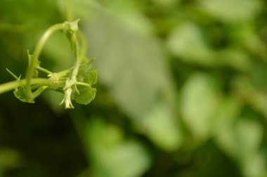 Canlı yeşil bir yaprak, ayrıntılarıyla yakalanır. Karmaşık damarlarını ve dokusunu doğal ışık altında gösterir..