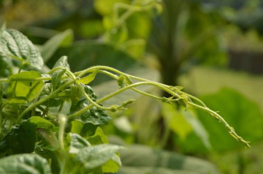 Canlı yeşil bir yaprak, ayrıntılarıyla yakalanır. Karmaşık damarlarını ve dokusunu doğal ışık altında gösterir..