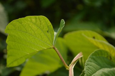 A close-up photograph of fresh green leaves, showcasing nature's intricate details in a bright, daylight setting. The vibrant foliage emphasizes growth, vitality, and the serene beauty of the natural world.