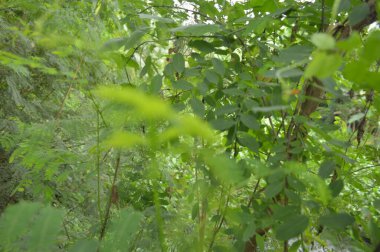 A close-up photograph of fresh green leaves, showcasing nature's intricate details in a bright, daylight setting. The vibrant foliage emphasizes growth, vitality, and the serene beauty of the natural world.
