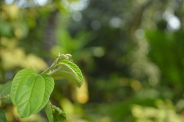A close-up photograph of fresh green leaves, showcasing nature's intricate details in a bright, daylight setting. The vibrant foliage emphasizes growth, vitality, and the serene beauty of the natural world.