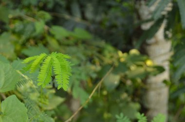 A close-up photograph of fresh green leaves, showcasing nature's intricate details in a bright, daylight setting. The vibrant foliage emphasizes growth, vitality, and the serene beauty of the natural world.