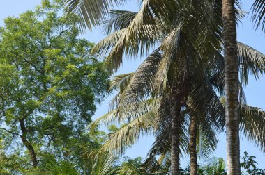 Berrak gökyüzüne uzanan uzun palmiye ağaçlarının oluşturduğu sakin bir manzara, barışçıl bir tropikal atmosfer yaratıyor.,