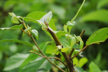 Taze yeşil yaprakların yakın plan fotoğrafı, doğanın karmaşık detaylarını gün ışığında gözler önüne seriyor. Canlı yeşillik büyümesi, canlılık ve doğal dünyanın dingin güzelliği..
