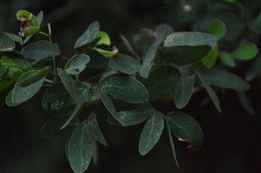 Taze yeşil yaprakların yakın plan fotoğrafı, doğanın karmaşık detaylarını gün ışığında gözler önüne seriyor. Canlı yeşillik büyümesi, canlılık ve doğal dünyanın dingin güzelliği..