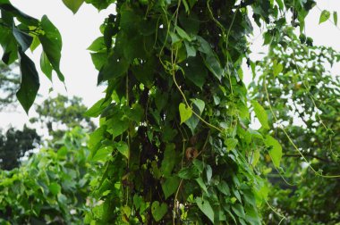 Taze yeşil yaprakların yakın plan fotoğrafı, doğanın karmaşık detaylarını gün ışığında gözler önüne seriyor. Canlı yeşillik büyümesi, canlılık ve doğal dünyanın dingin güzelliği..