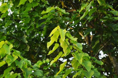 Taze yeşil yaprakların yakın plan fotoğrafı, doğanın karmaşık detaylarını gün ışığında gözler önüne seriyor. Canlı yeşillik büyümesi, canlılık ve doğal dünyanın dingin güzelliği..
