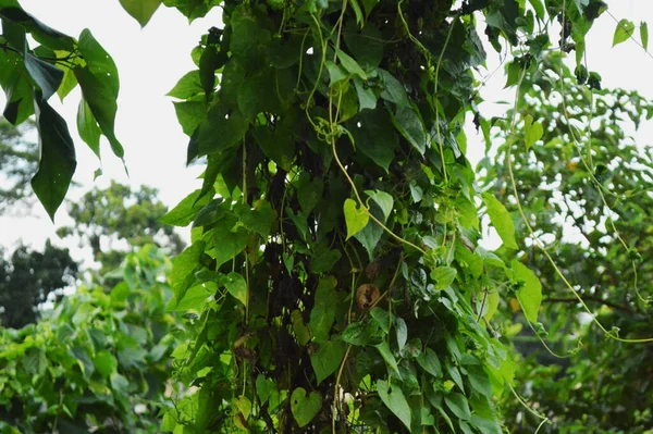 Taze yeşil yaprakların yakın plan fotoğrafı, doğanın karmaşık detaylarını gün ışığında gözler önüne seriyor. Canlı yeşillik büyümesi, canlılık ve doğal dünyanın dingin güzelliği..