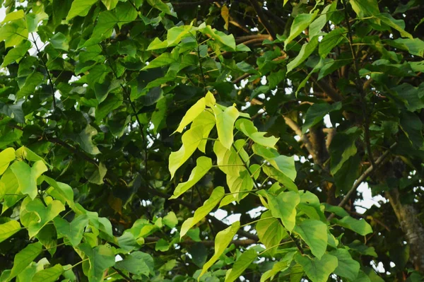 Taze yeşil yaprakların yakın plan fotoğrafı, doğanın karmaşık detaylarını gün ışığında gözler önüne seriyor. Canlı yeşillik büyümesi, canlılık ve doğal dünyanın dingin güzelliği..
