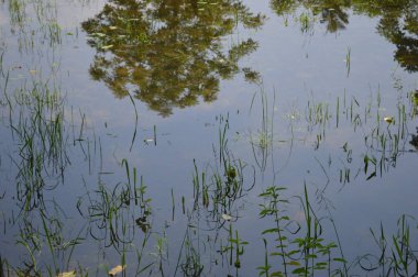 Kalın yeşil bitki örtüsü eski bir beton boruyu sarıyor. Aşırı büyümüş doğanın güzelliğini sergiliyor. İçinden yavaşça su akıyor..