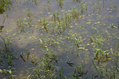Kalın yeşil bitki örtüsü eski bir beton boruyu sarıyor. Aşırı büyümüş doğanın güzelliğini sergiliyor. İçinden yavaşça su akıyor..