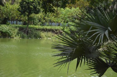 Kalın yeşil bitki örtüsü eski bir beton boruyu sarıyor. Aşırı büyümüş doğanın güzelliğini sergiliyor. İçinden yavaşça su akıyor..