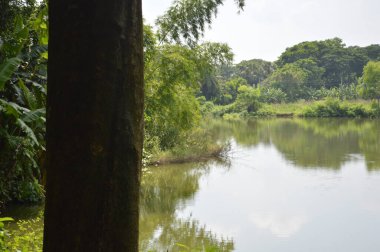 Kalın yeşil bitki örtüsü eski bir beton boruyu sarıyor. Aşırı büyümüş doğanın güzelliğini sergiliyor. İçinden yavaşça su akıyor..