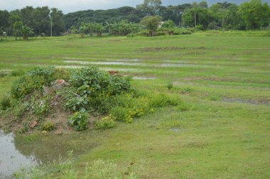 Kalın yeşil bitki örtüsü eski bir beton boruyu sarıyor. Aşırı büyümüş doğanın güzelliğini sergiliyor. İçinden yavaşça su akıyor..