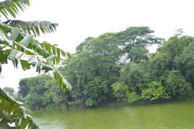 Sakin bir nehrin kenarındaki yoğun yeşil bitkiler. Doğayla ilgili kavramlar, çevre temaları veya sakin sahne arkaplanları için ideal sakin bir doğal ortam.