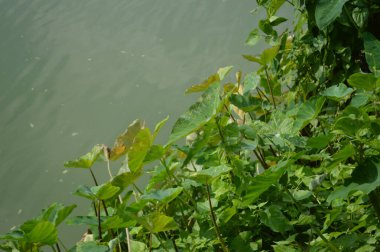 Kalın yeşil bitki örtüsü eski bir beton boruyu sarıyor. Aşırı büyümüş doğanın güzelliğini sergiliyor. İçinden yavaşça su akıyor..