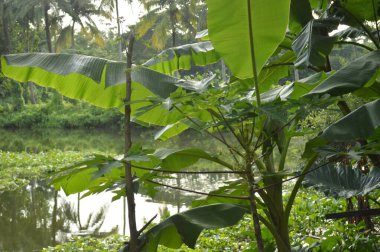 Kalın yeşil bitki örtüsü eski bir beton boruyu sarıyor. Aşırı büyümüş doğanın güzelliğini sergiliyor. İçinden yavaşça su akıyor..