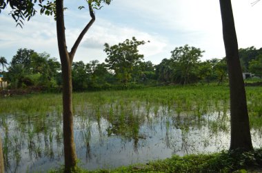 Kalın yeşil bitki örtüsü eski bir beton boruyu sarıyor. Aşırı büyümüş doğanın güzelliğini sergiliyor. İçinden yavaşça su akıyor..