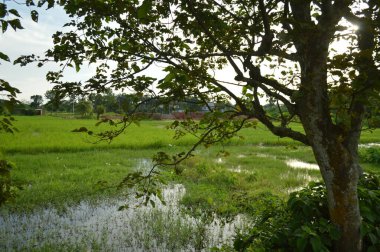 Kalın yeşil bitki örtüsü eski bir beton boruyu sarıyor. Aşırı büyümüş doğanın güzelliğini sergiliyor. İçinden yavaşça su akıyor..