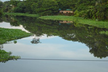 Sakin bir nehrin kenarındaki yoğun yeşil bitkiler. Doğayla ilgili kavramlar, çevre temaları veya sakin sahne arkaplanları için ideal sakin bir doğal ortam.