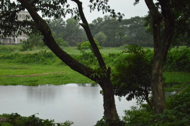 Kalın yeşil bitki örtüsü eski bir beton boruyu sarıyor. Aşırı büyümüş doğanın güzelliğini sergiliyor. İçinden yavaşça su akıyor..