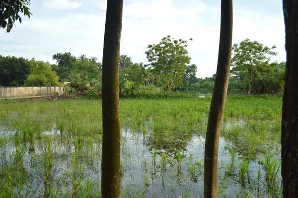 Kalın yeşil bitki örtüsü eski bir beton boruyu sarıyor. Aşırı büyümüş doğanın güzelliğini sergiliyor. İçinden yavaşça su akıyor..