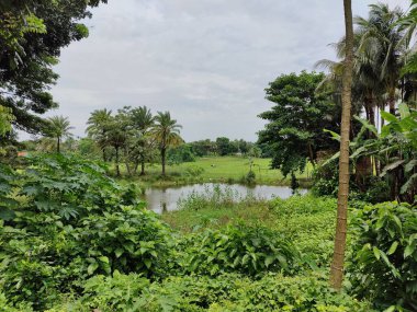 Kalın yeşil bitki örtüsü eski bir beton boruyu sarıyor. Aşırı büyümüş doğanın güzelliğini sergiliyor. İçinden yavaşça su akıyor..