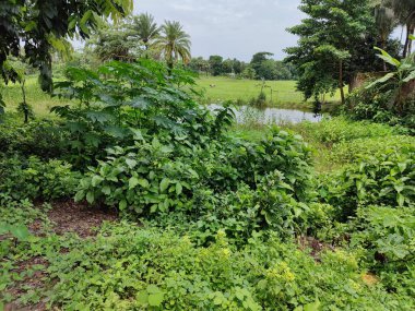 Kalın yeşil bitki örtüsü eski bir beton boruyu sarıyor. Aşırı büyümüş doğanın güzelliğini sergiliyor. İçinden yavaşça su akıyor..