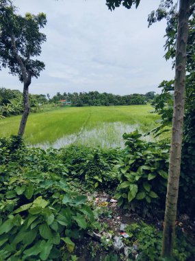 Kalın yeşil bitki örtüsü eski bir beton boruyu sarıyor. Aşırı büyümüş doğanın güzelliğini sergiliyor. İçinden yavaşça su akıyor..