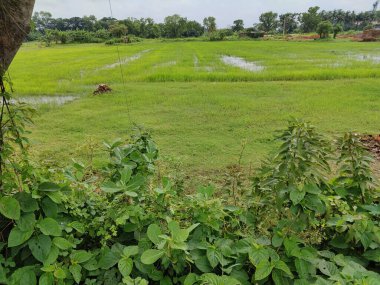 Kalın yeşil bitki örtüsü eski bir beton boruyu sarıyor. Aşırı büyümüş doğanın güzelliğini sergiliyor. İçinden yavaşça su akıyor..