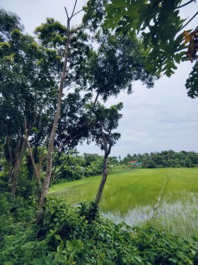 Kalın yeşil bitki örtüsü eski bir beton boruyu sarıyor. Aşırı büyümüş doğanın güzelliğini sergiliyor. İçinden yavaşça su akıyor..