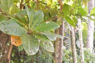 Köy sahnesinde yemyeşil ağaçlar, yoğun yeşillikler, doğa için mükemmel açık hava düzeni, rahatlama ve kentsel manzaralarda günlük anlar.