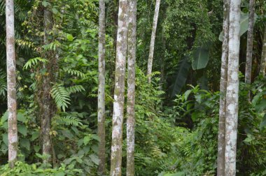 Köy sahnesinde yemyeşil ağaçlar, yoğun yeşillikler, doğa için mükemmel açık hava düzeni, rahatlama ve kentsel manzaralarda günlük anlar.