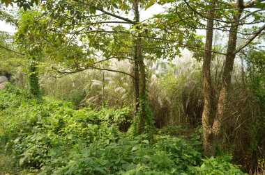 Köy sahnesinde yemyeşil ağaçlar, yoğun yeşillikler, doğa için mükemmel açık hava düzeni, rahatlama ve kentsel manzaralarda günlük anlar.