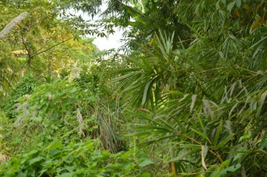 Köy sahnesinde yemyeşil ağaçlar, yoğun yeşillikler, doğa için mükemmel açık hava düzeni, rahatlama ve kentsel manzaralarda günlük anlar.
