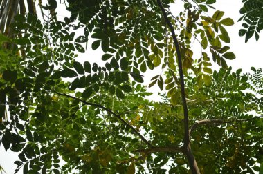 Köy sahnesinde yemyeşil ağaçlar, yoğun yeşillikler, doğa için mükemmel açık hava düzeni, rahatlama ve kentsel manzaralarda günlük anlar.