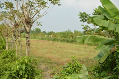 Köy sahnesinde yemyeşil ağaçlar, yoğun yeşillikler, doğa için mükemmel açık hava düzeni, rahatlama ve kentsel manzaralarda günlük anlar.