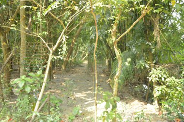 Köy sahnesinde yemyeşil ağaçlar, yoğun yeşillikler, doğa için mükemmel açık hava düzeni, rahatlama ve kentsel manzaralarda günlük anlar.