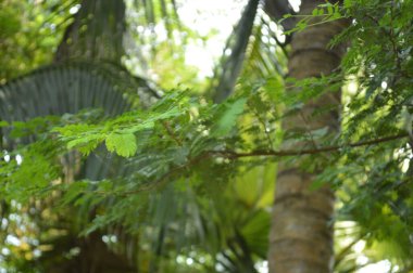 Köy sahnesinde yemyeşil ağaçlar, yoğun yeşillikler, doğa için mükemmel açık hava düzeni, rahatlama ve kentsel manzaralarda günlük anlar.
