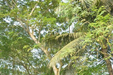 Köy sahnesinde yemyeşil ağaçlar, yoğun yeşillikler, doğa için mükemmel açık hava düzeni, rahatlama ve kentsel manzaralarda günlük anlar.